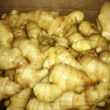 200 Gramm und bis Chinese Fresh Ginger